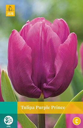 Jub Tulipa Purple Prince - 
