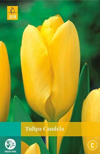 Jub Tulipa Candela 8 bollen - 