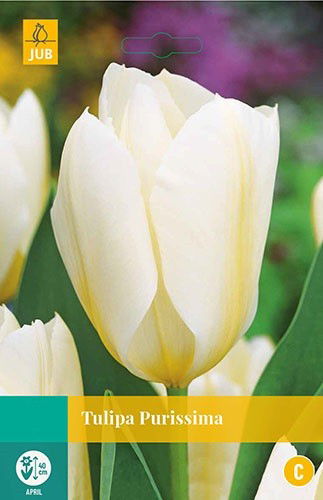 Jub Tulipa Purissima 8 bollen - 
