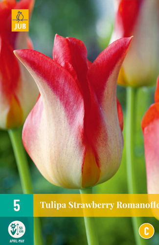 Jub Tulipa strawberry romanoff - 