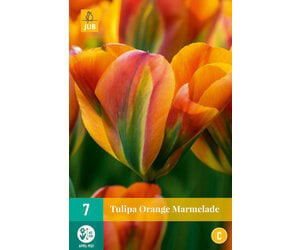 Jub Tulipa orange marmalade - 