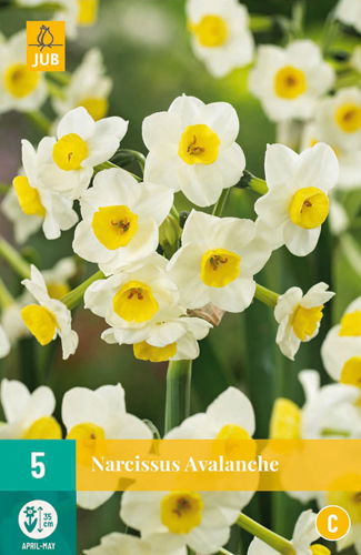 Jub Narcissus avalanche - 