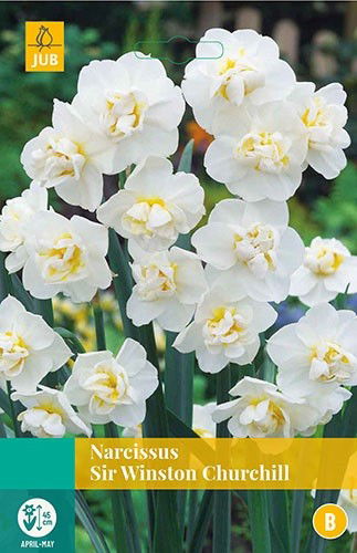 Jub Narcissus Sir Winston Churchill 4 bollen - 