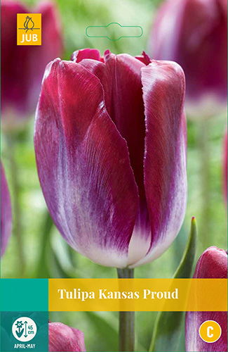 Jub Tulipa Kansas Proud, 8 bloembollen - 