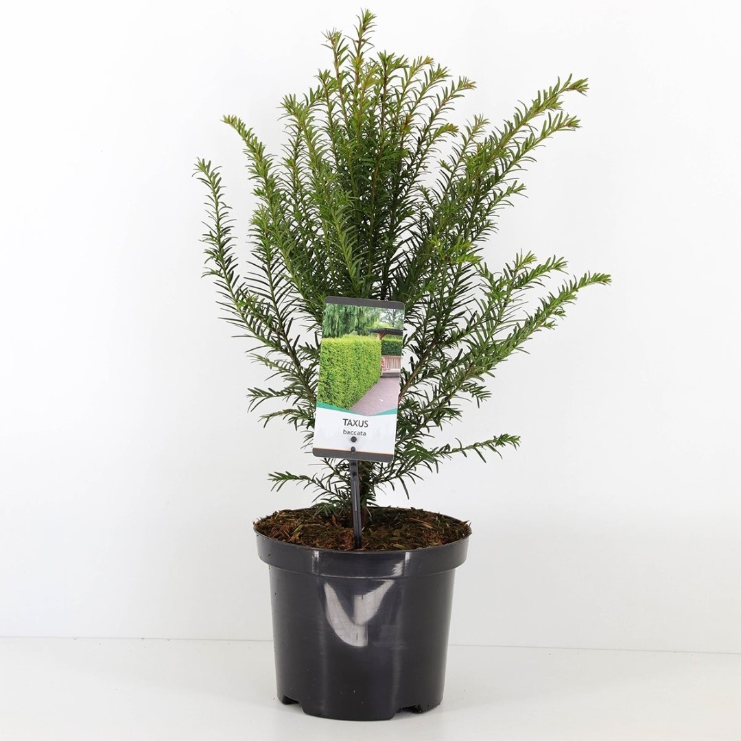 Warentuin natuurlijk Taxus baccata 30-60 cm - 
