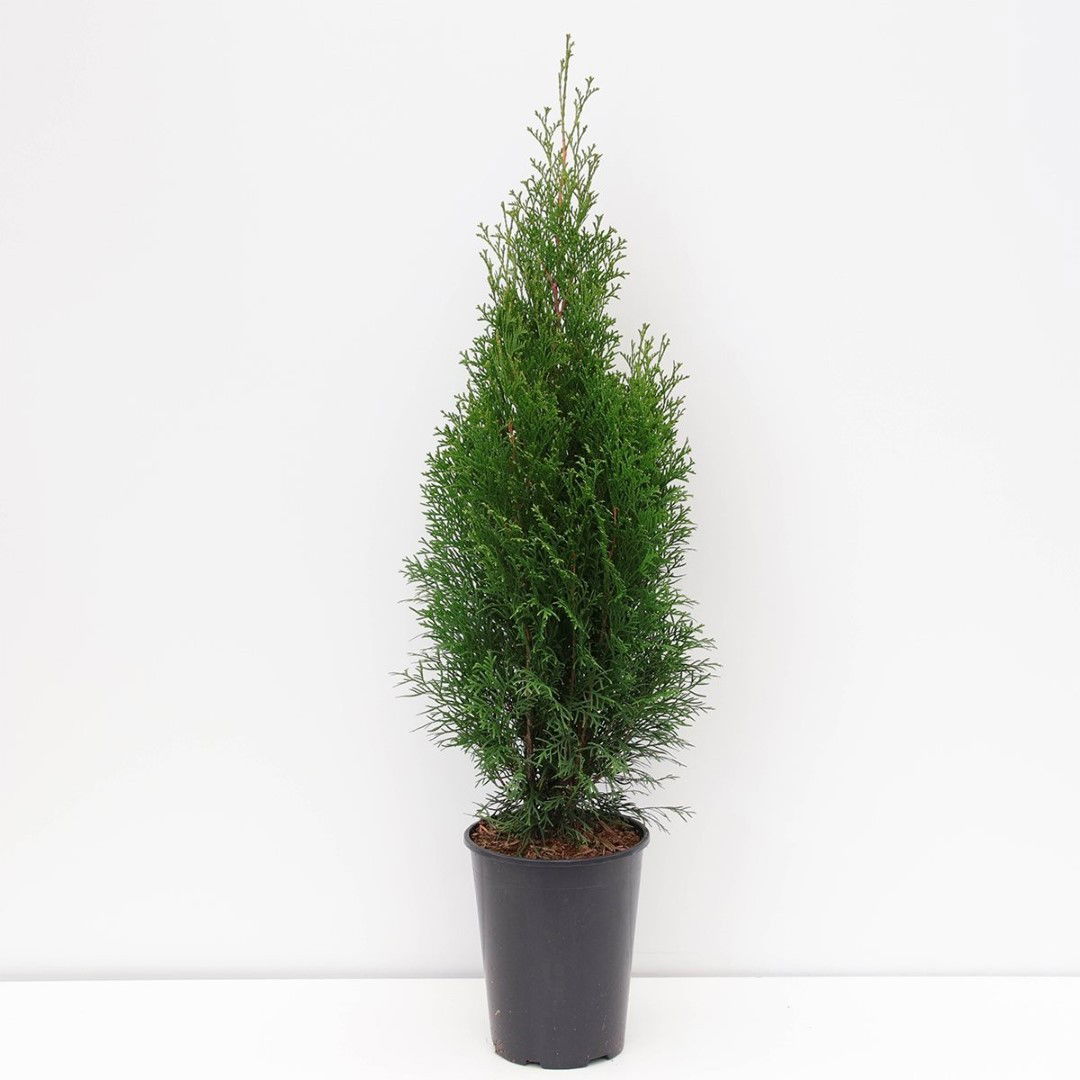 Warentuin natuurlijk Thuja occidentalis smaragd 60-125 cm - 
