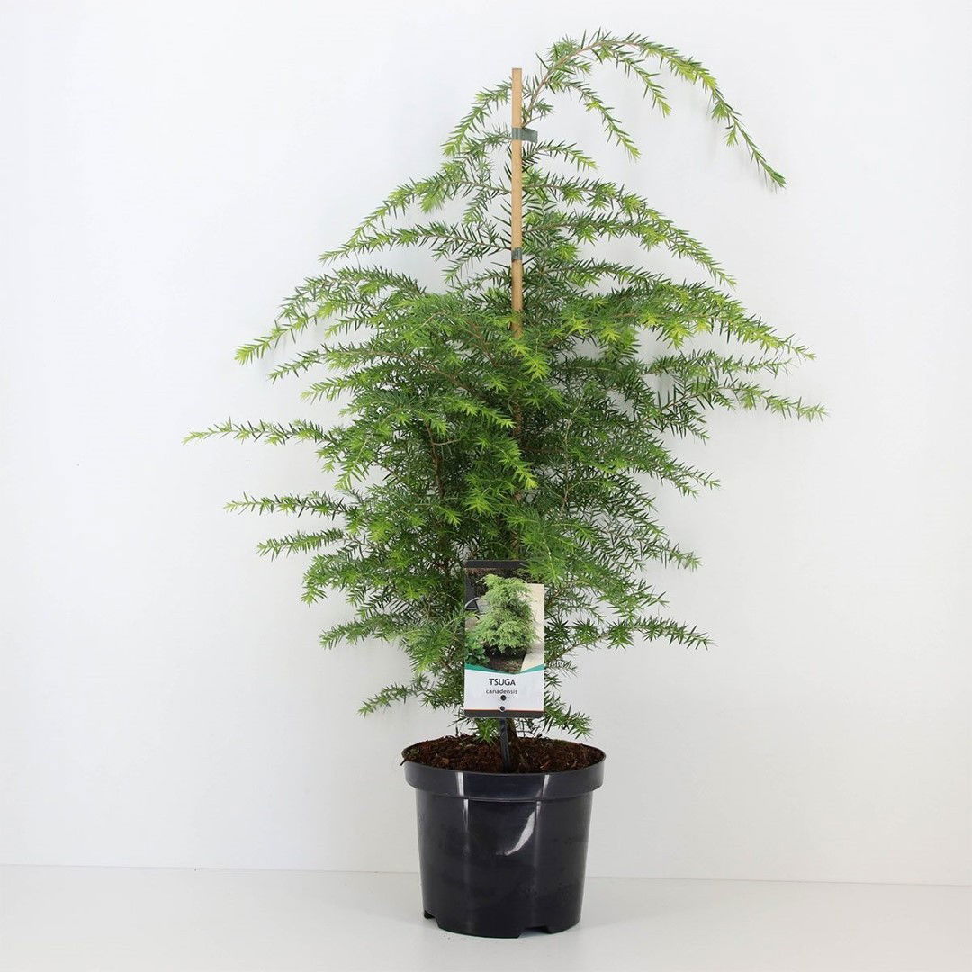 Warentuin natuurlijk Tsuga canadensis 40-50 cm - 