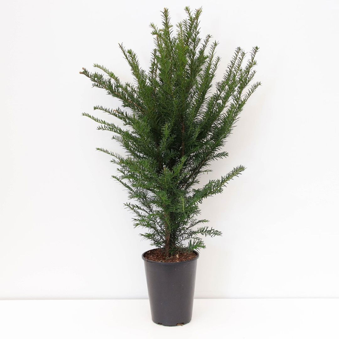 Warentuin natuurlijk Taxus baccata 50-100 cm - 