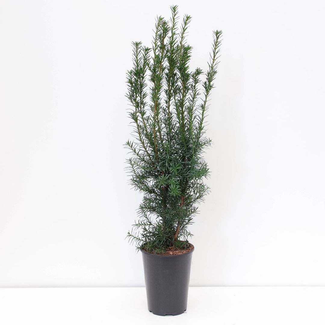 Warentuin natuurlijk Taxus media hicksii - 