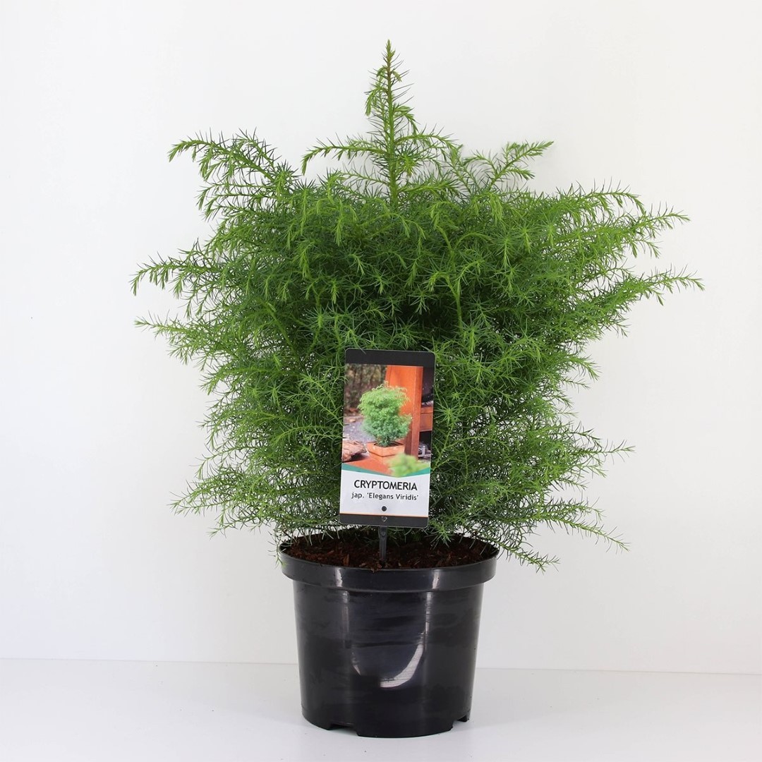 Warentuin natuurlijk Cryptomeria jap elegans virides 75 cm - 
