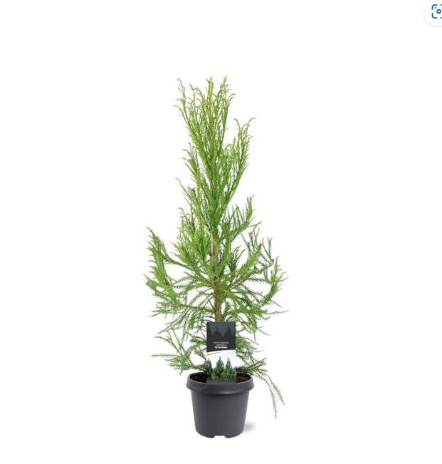 Warentuin natuurlijk Cryptomeria jap. Kitayama 80-100 cm Conifeer - 