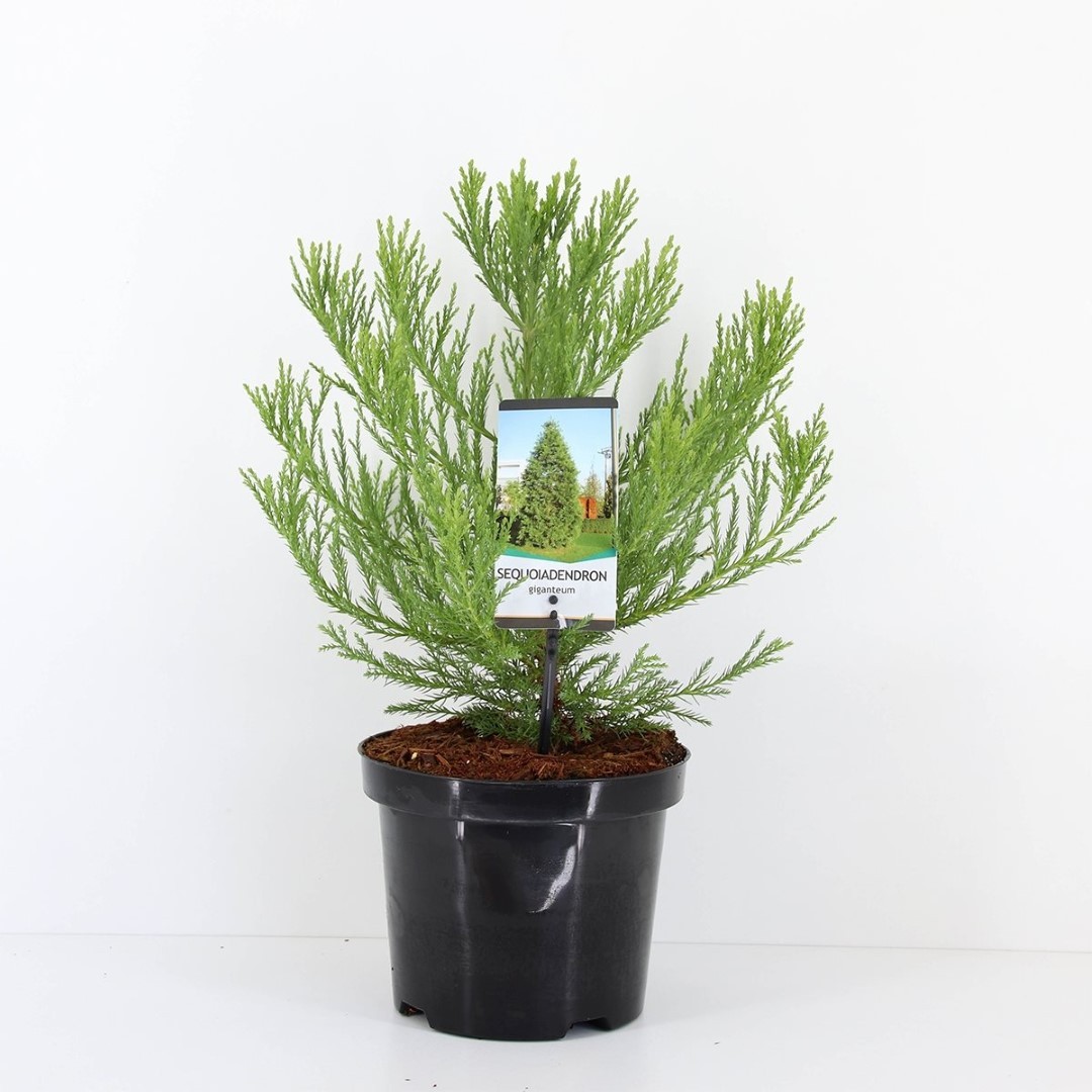 Warentuin natuurlijk Sequoiadendron gigantuem 30-40 cm - 