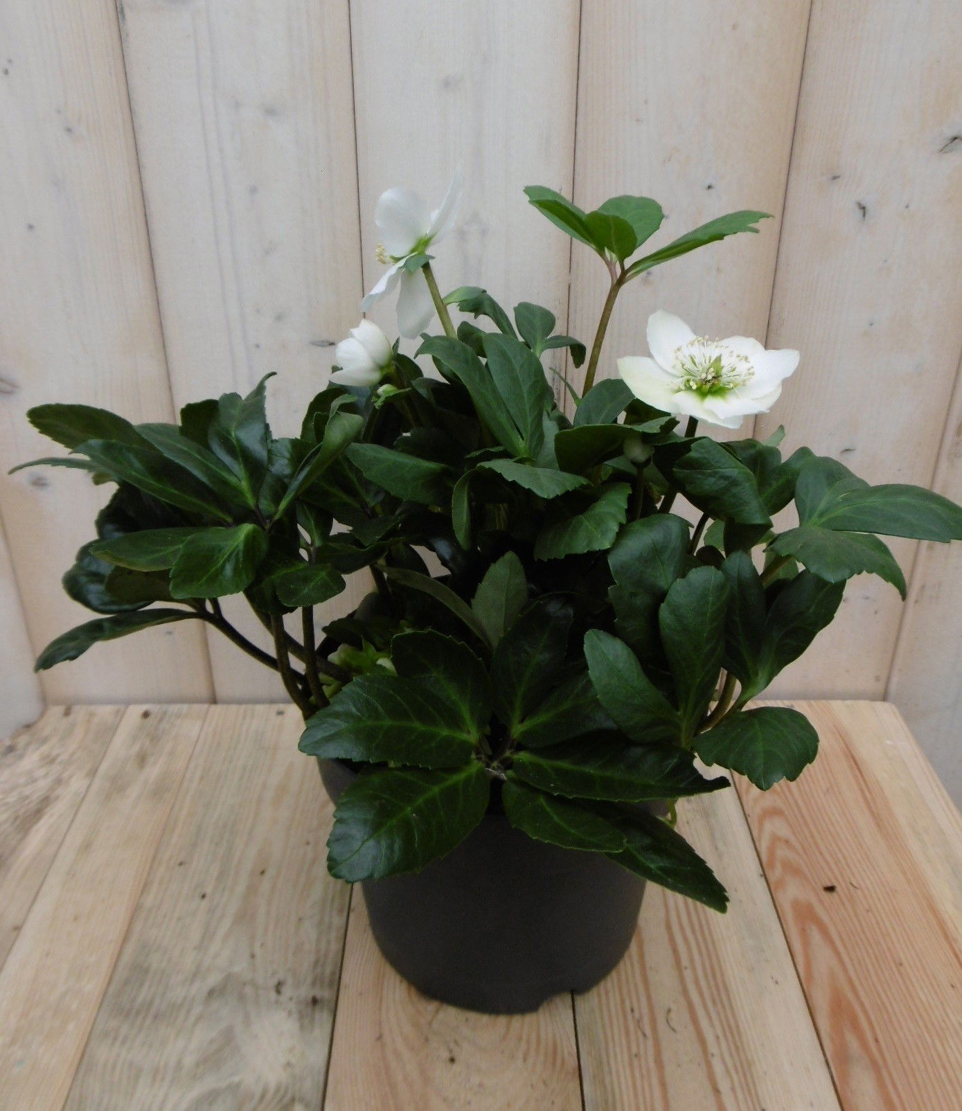 Warentuin natuurlijk Kerstroos wit middel - 