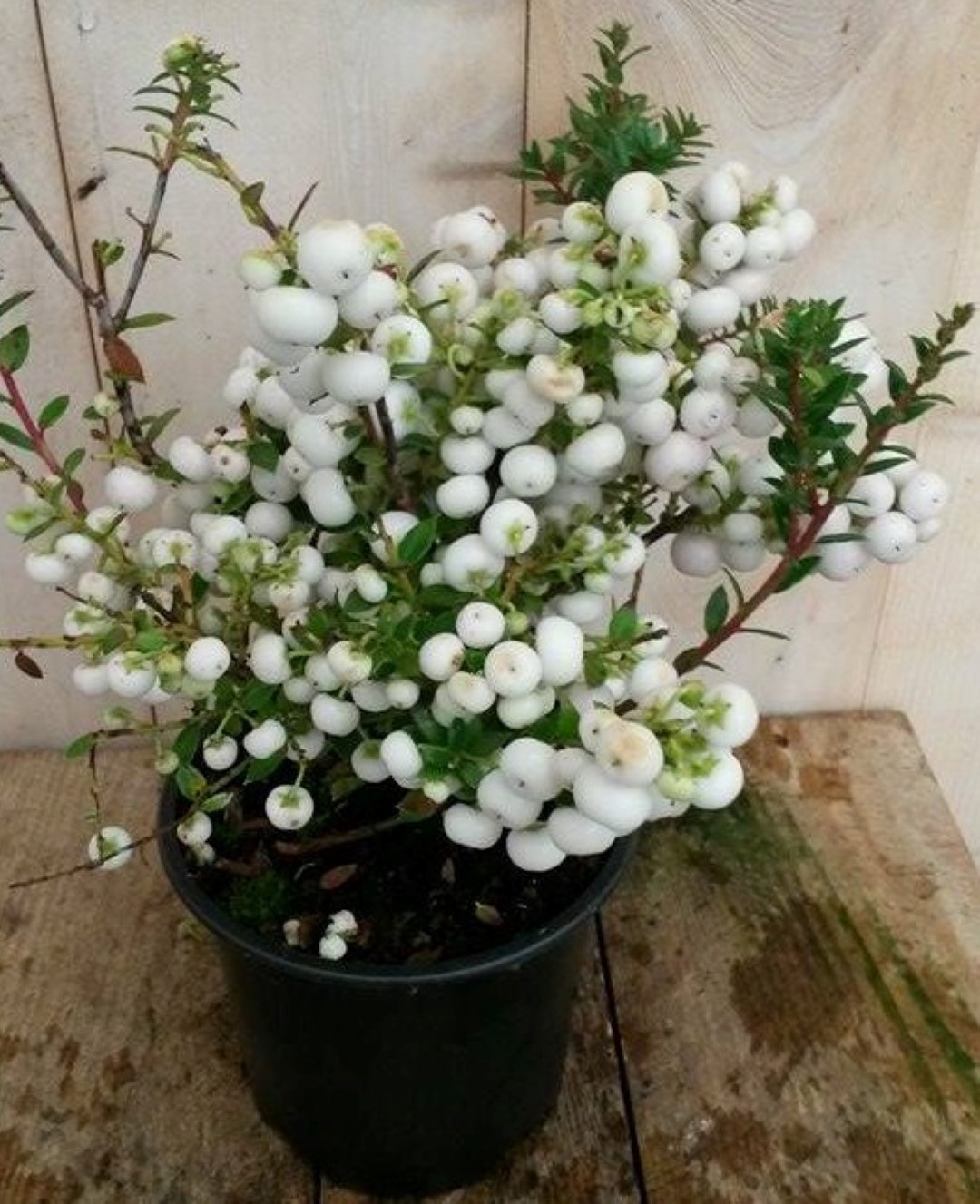 Warentuin natuurlijk Sneeuwbes Pernettya wit - 