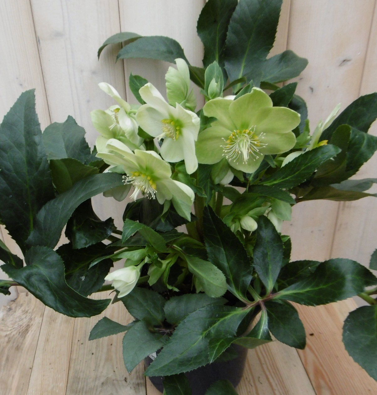 Warentuin natuurlijk Kerstroos wit groot - 