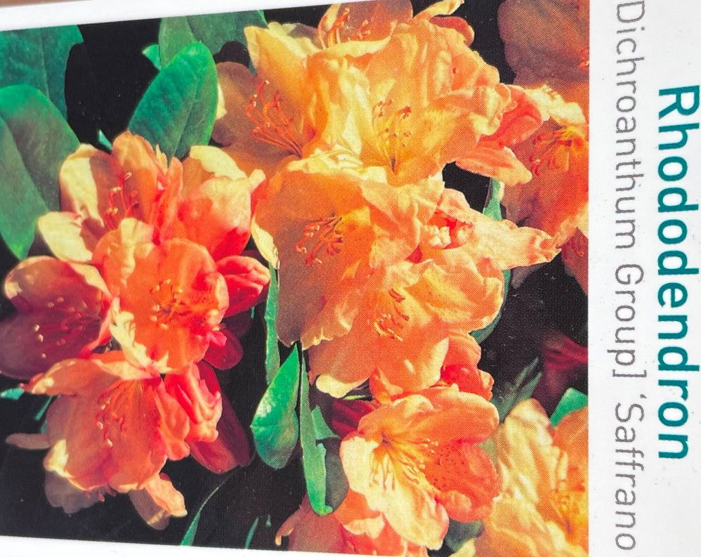 Warentuin natuurlijk Rhododendron Saffrano - 