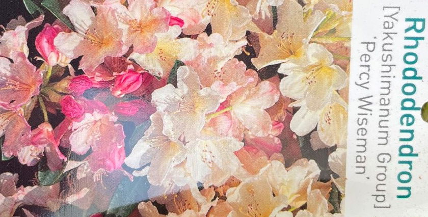 Warentuin natuurlijk Rhododendron Percy Wiseman - 