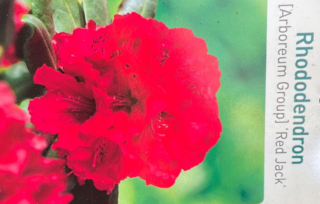 Warentuin natuurlijk Rhododendron Red Jack - 