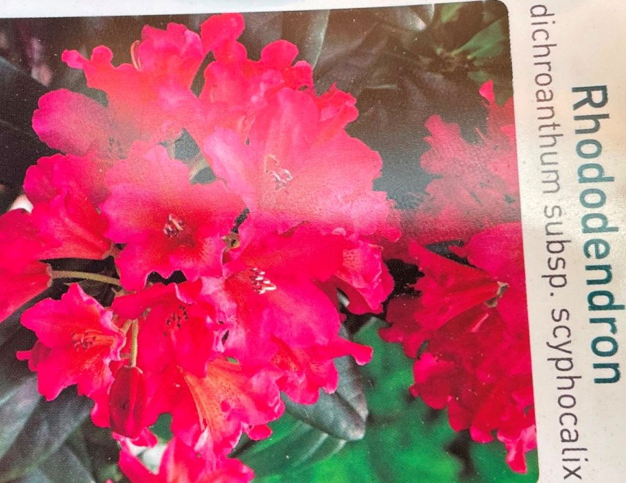 Warentuin natuurlijk Rhododendron Scyphocalix - 