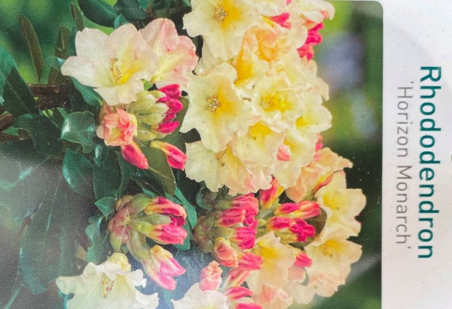 Warentuin natuurlijk Rhododendron Horizon Monarch - 