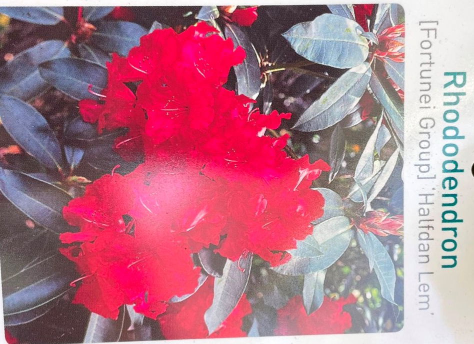 Warentuin natuurlijk Rhododendron Halfdan Lem - 