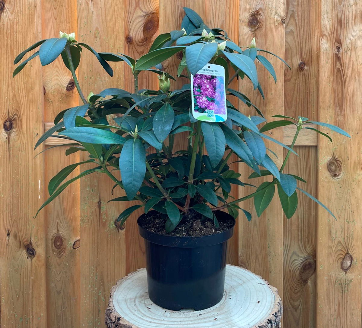 Warentuin natuurlijk Rhododendron Alfred - 