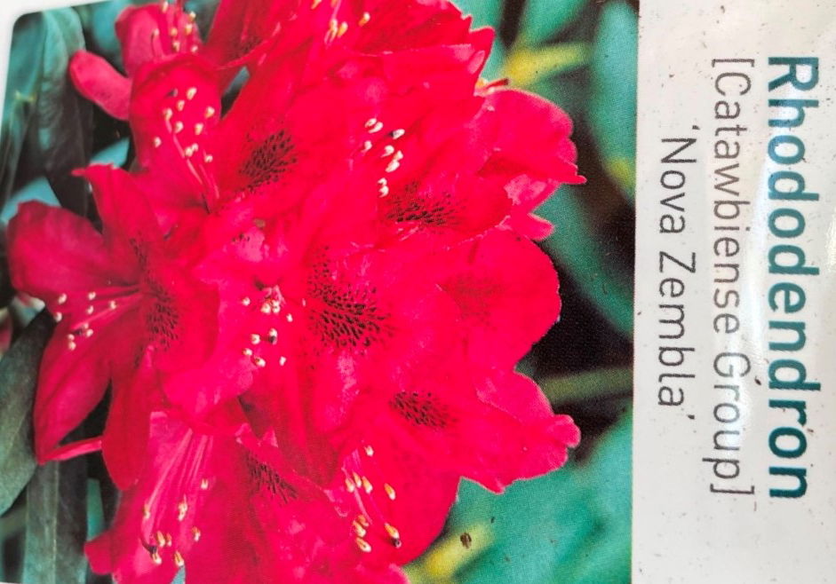 Warentuin natuurlijk Rhododendron Nove Zembla - 