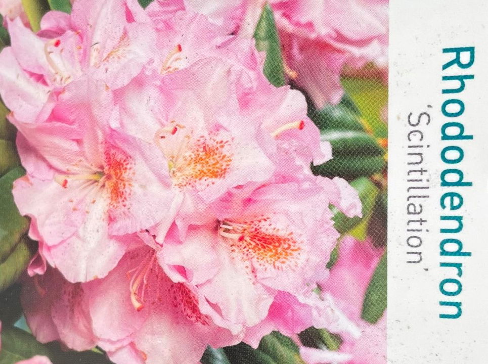 Warentuin natuurlijk Rhododendron Scintillation - 