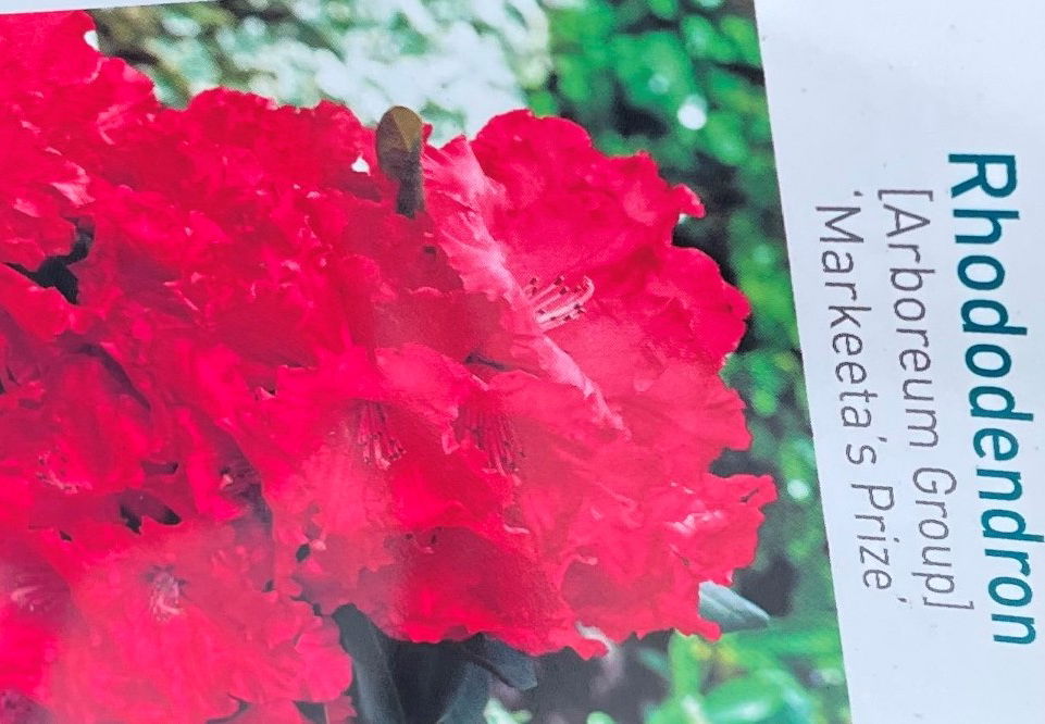 Warentuin natuurlijk Rhododendron Markeetas Prize - 