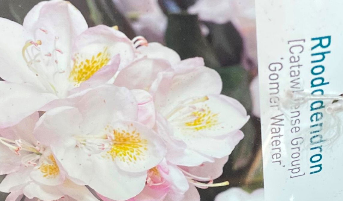 Warentuin natuurlijk Rhododendron Gomer Waterer - 