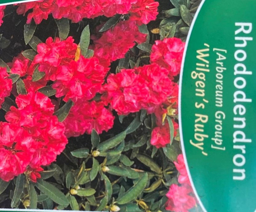 Warentuin natuurlijk Rhododendron Wilgens Ruby - 