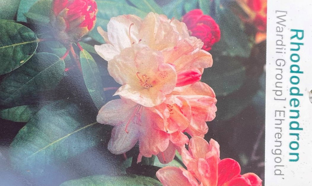 Warentuin natuurlijk Rhododendron Ehrengold - 