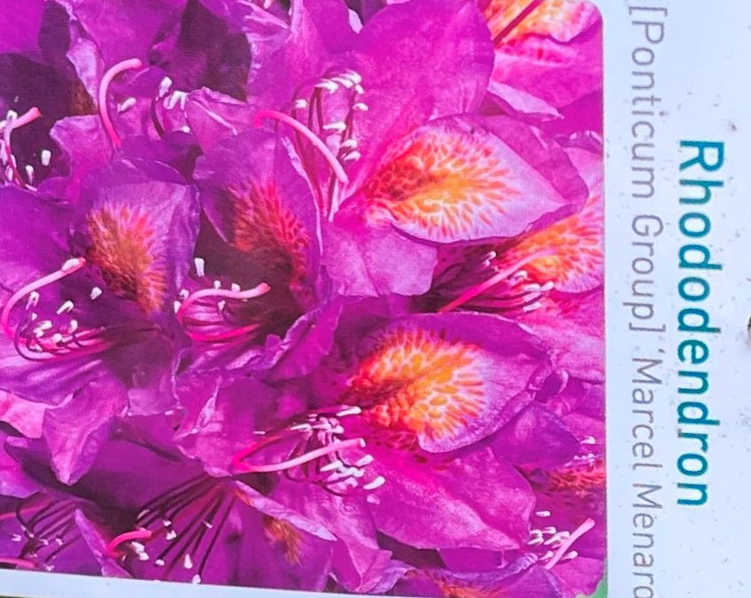 Warentuin natuurlijk Rhododendron Marcel Menard - 
