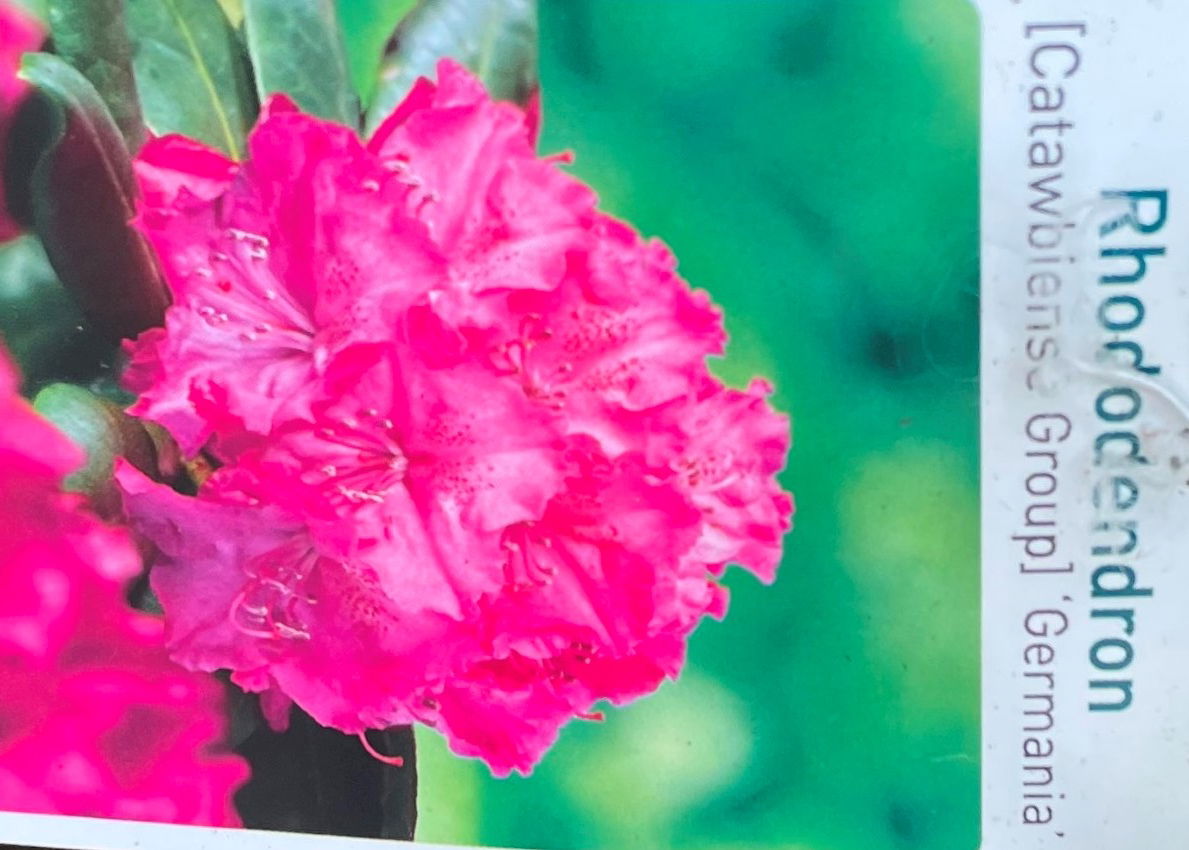 Warentuin natuurlijk Rhododendron Germania - 