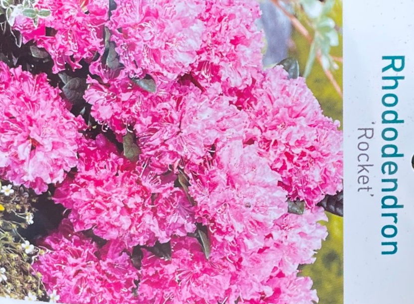 Warentuin natuurlijk Rhododendron Rocket - 