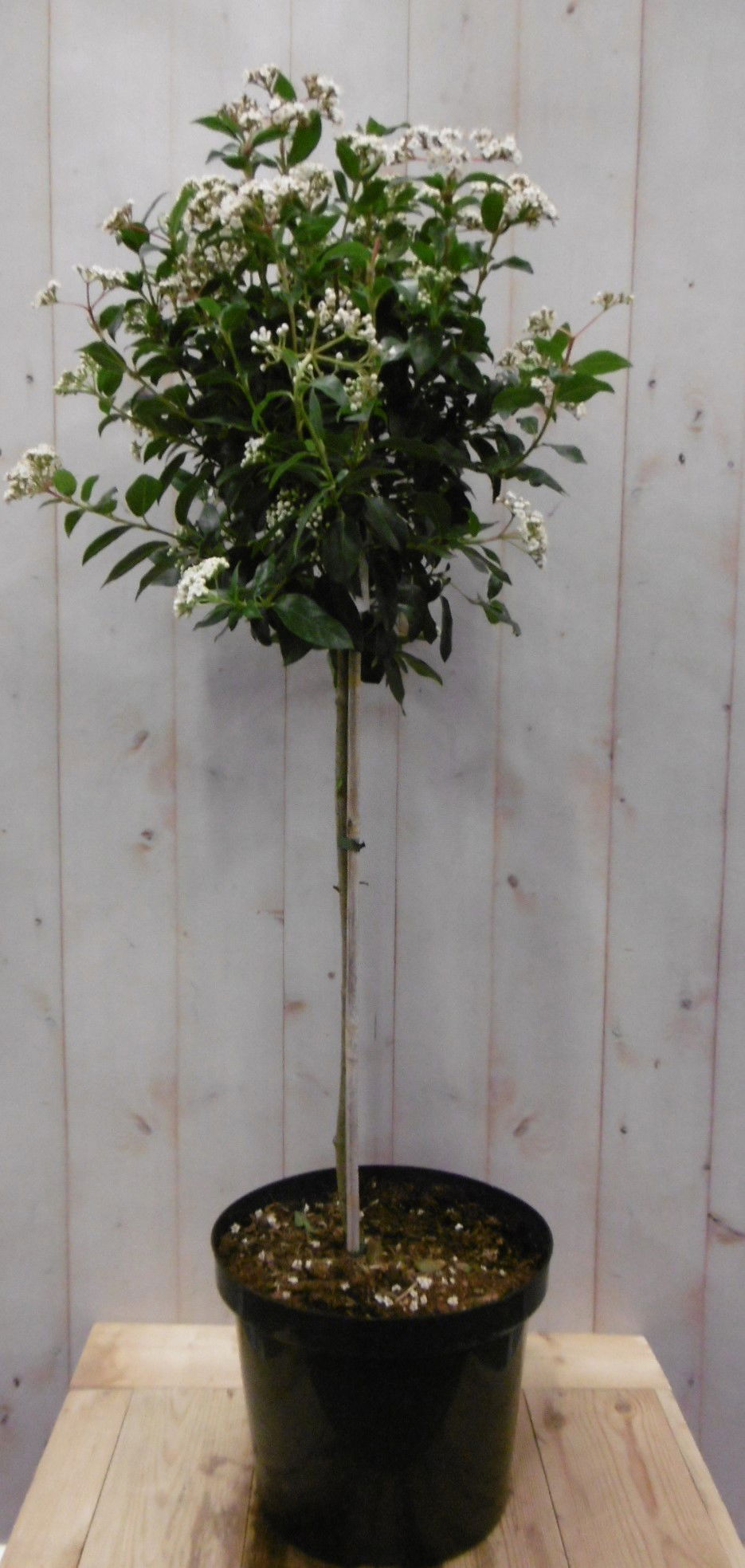 Warentuin natuurlijk Viburnum Tinus stamhoogte 50 cm en hoogte 100 cm wit - 