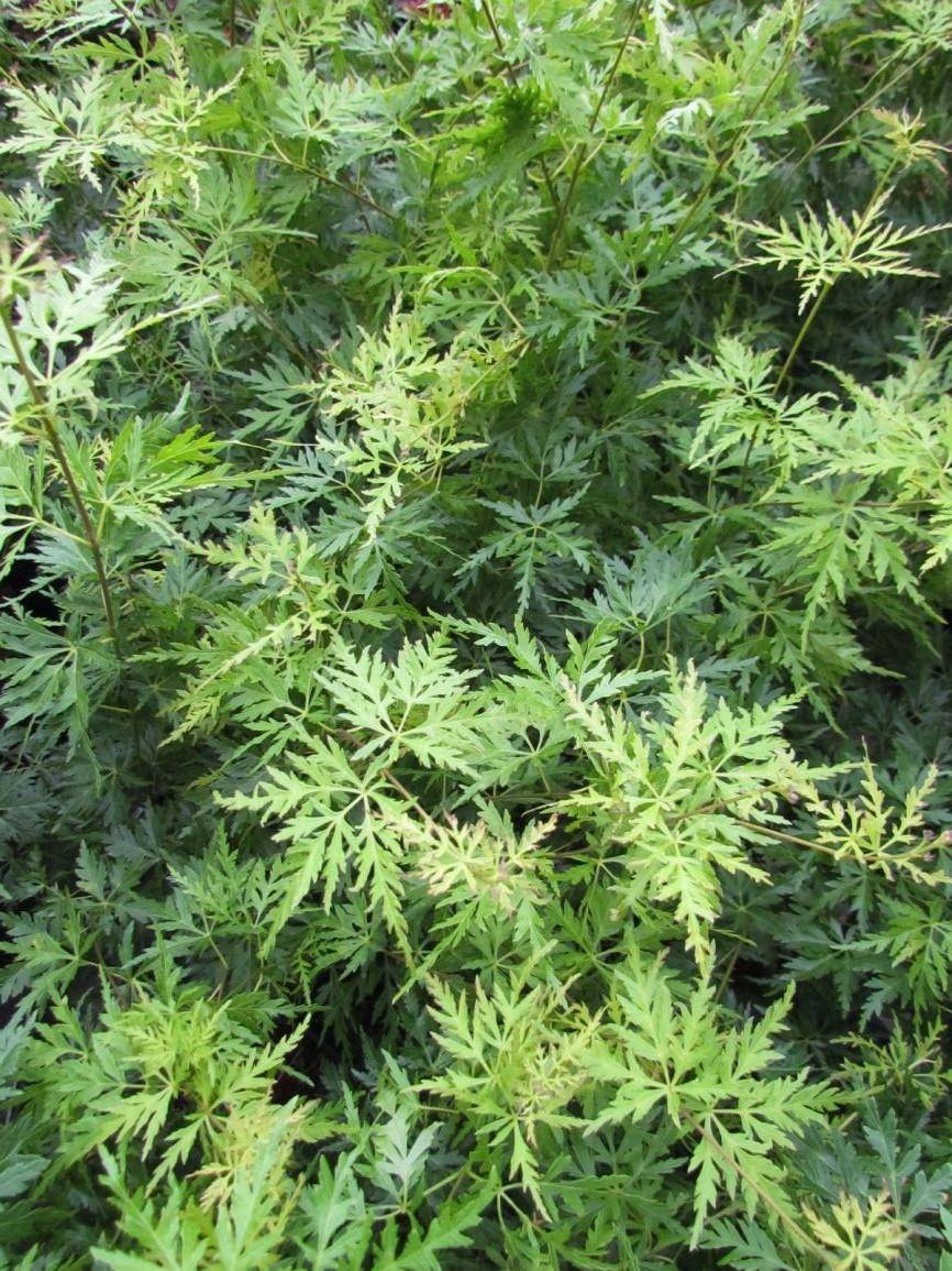 Tuinplant.nl Japanse esdoorn