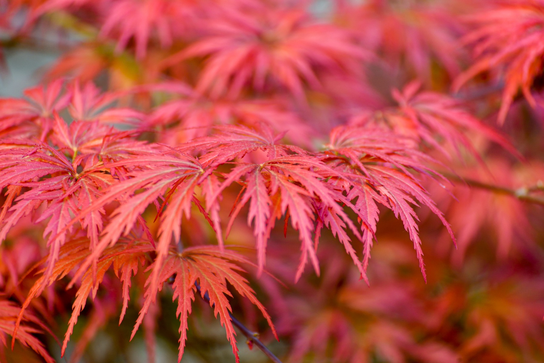 Tuinplant.nl Japanse esdoorn