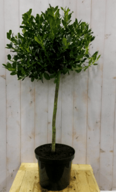 Warentuin natuurlijk Hulst groen stam hoogte 50 cm diameter 30 cm - 