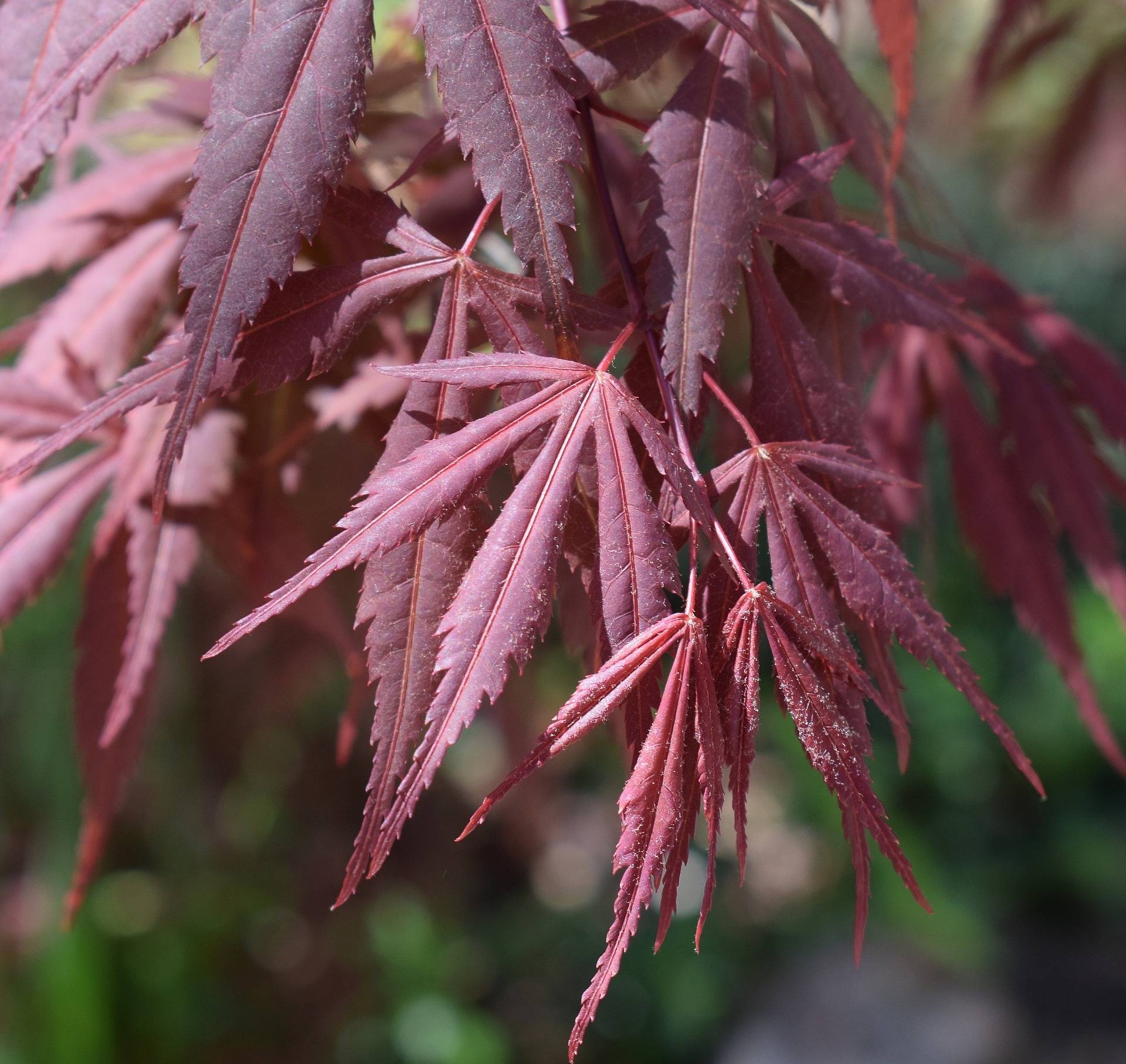 Tuinplant.nl Japanse esdoorn