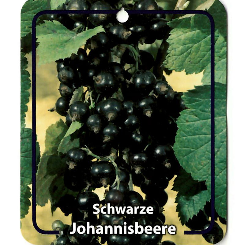 Oosterik home Ribus Nigrum Schwarze Johannisbeeren - 