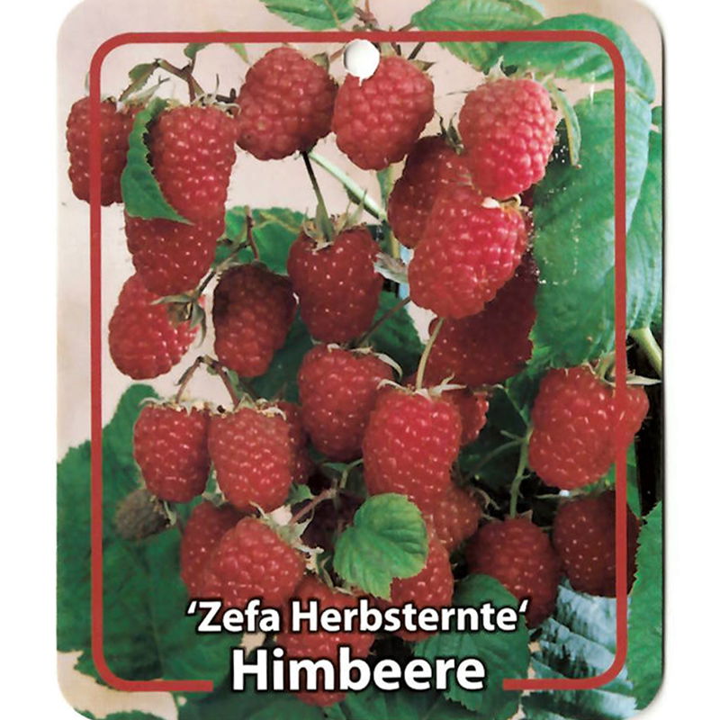 Oosterik home Rubus Idaeus Zefa Herbsternte - 