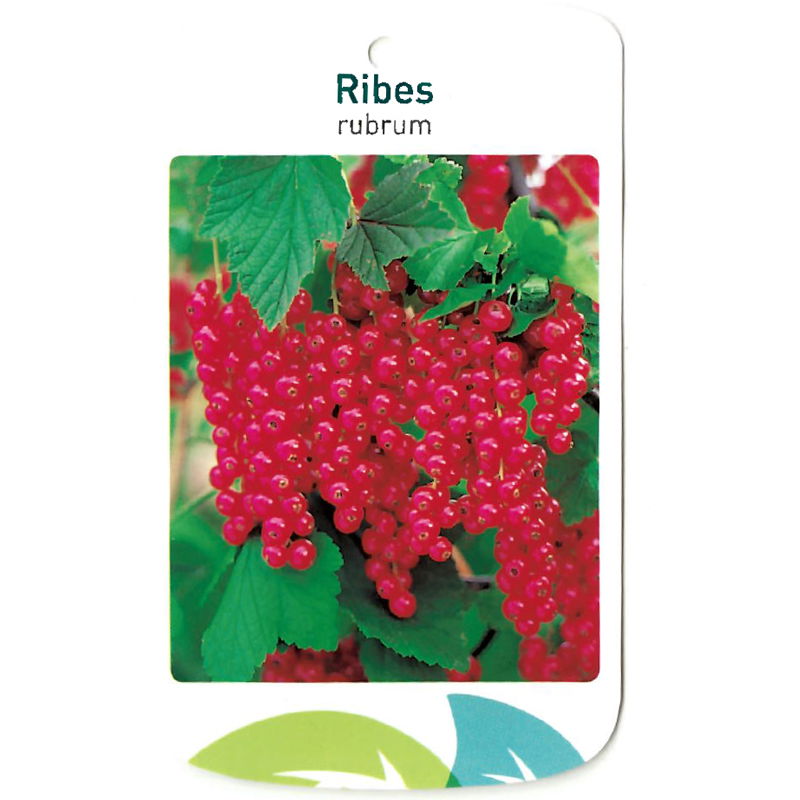 Oosterik home Ribus Rubrum - 