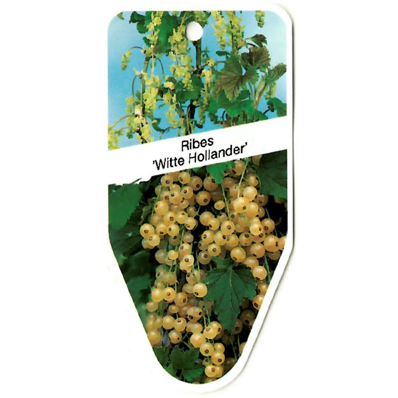 Oosterik home Ribes Witte Hollander - 