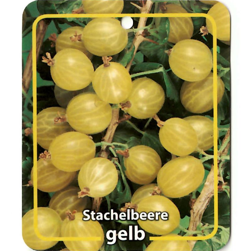 Oosterik home Ribus Uva-Crispa Stachelbeere Gelb - 