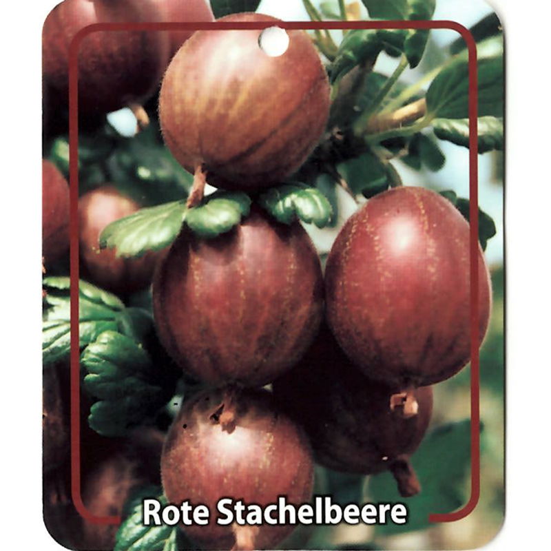 Oosterik home Ribus Uva-Crispa Rote Stachelbeere - 