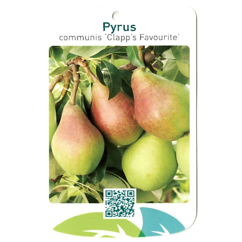 Oosterik home Pyrus Communis Clapp s Favourite - 