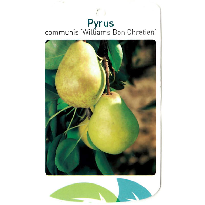 Oosterik home Pyrus Communis Williams Bon Chretien - 