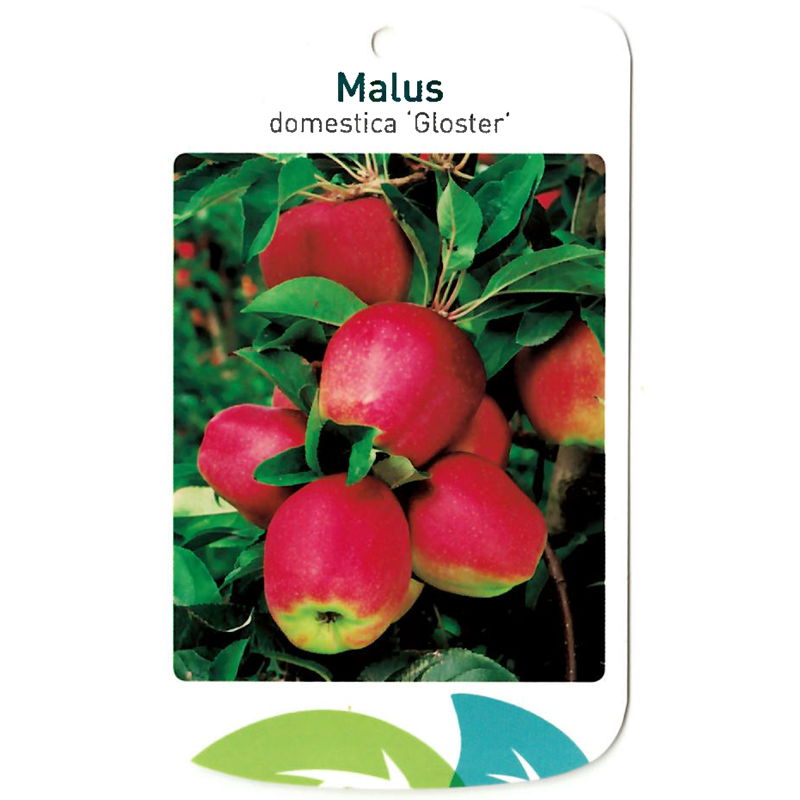 Oosterik home Malus Domestica Gloster - 