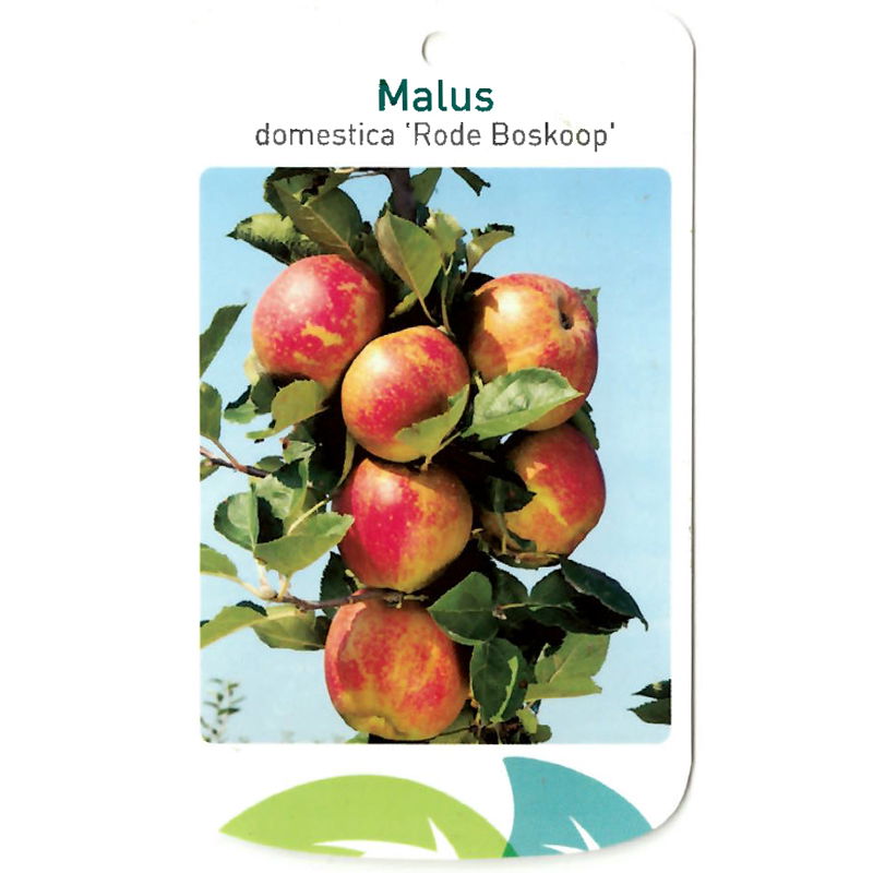 Oosterik home Malus Domestica Rode Boskoop - 